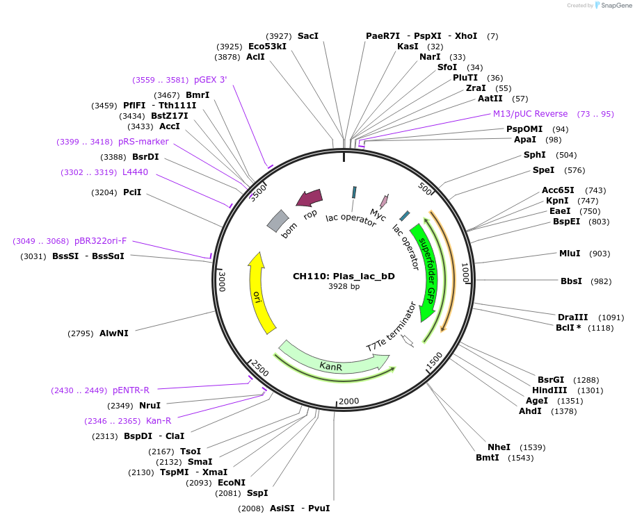 104867-plasmid-map-sequence-id-221671
