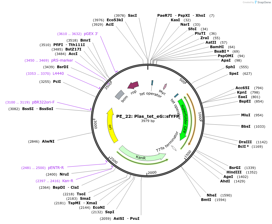 104883-plasmid-map-sequence-id-221679