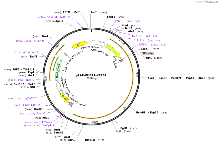 114060-plasmid-map-sequence-id-221681