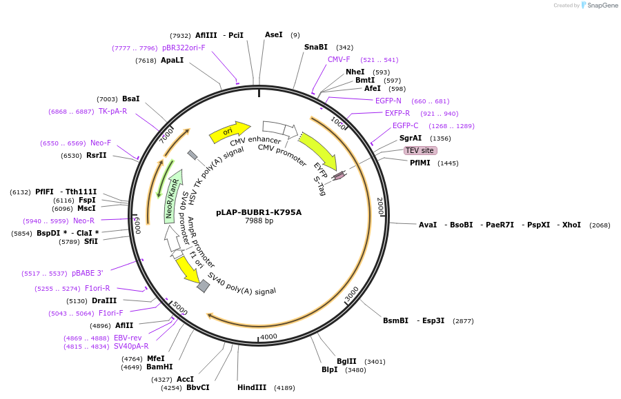 114061-plasmid-map-sequence-id-221685