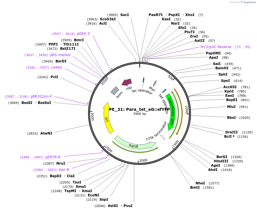 104882-plasmid-map-sequence-id-221686