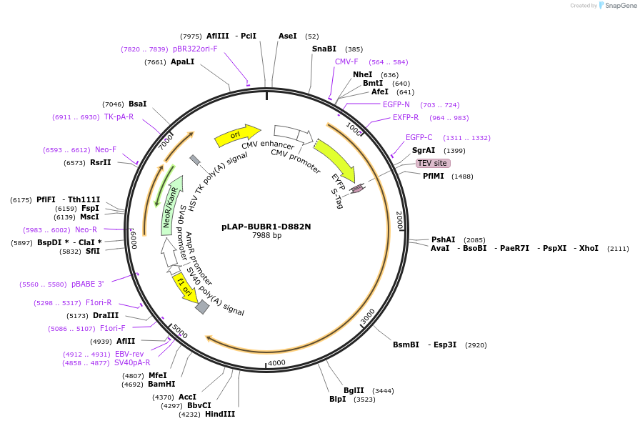 114062-plasmid-map-sequence-id-221687