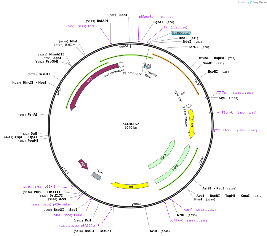 110277-plasmid-map-sequence-id-221695