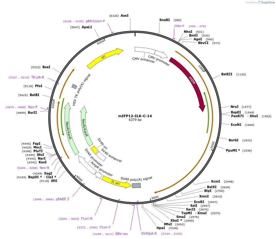 56255-plasmid-map-sequence-id-221697