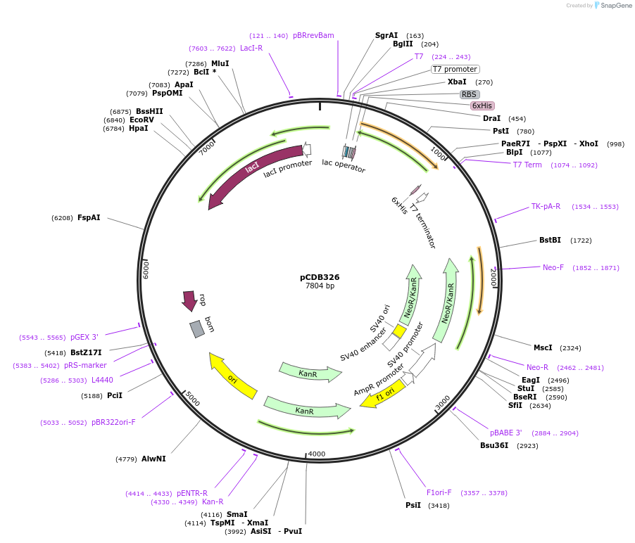113670-plasmid-map-sequence-id-221698