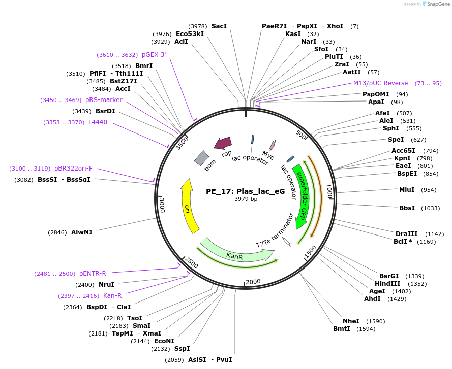 104870-plasmid-map-sequence-id-221700