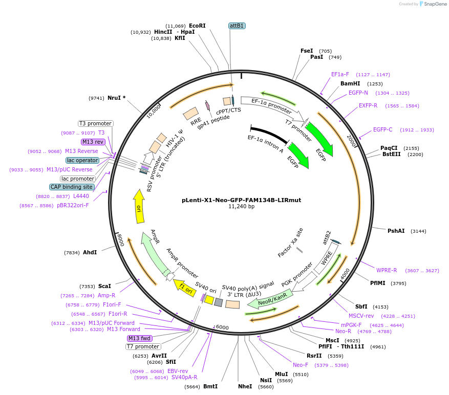 109027-plasmid-map-sequence-id-221706