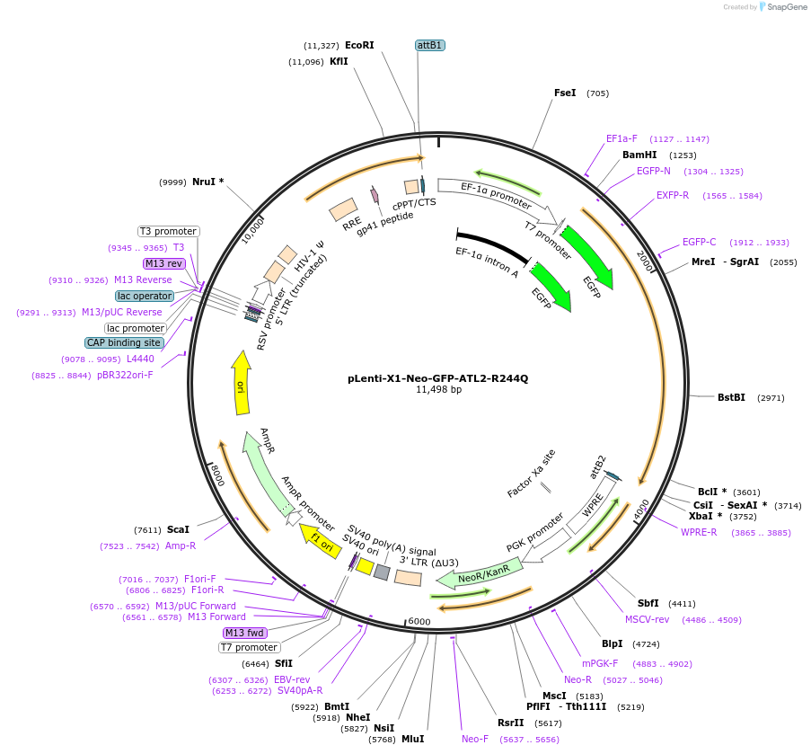 109023-plasmid-map-sequence-id-221707