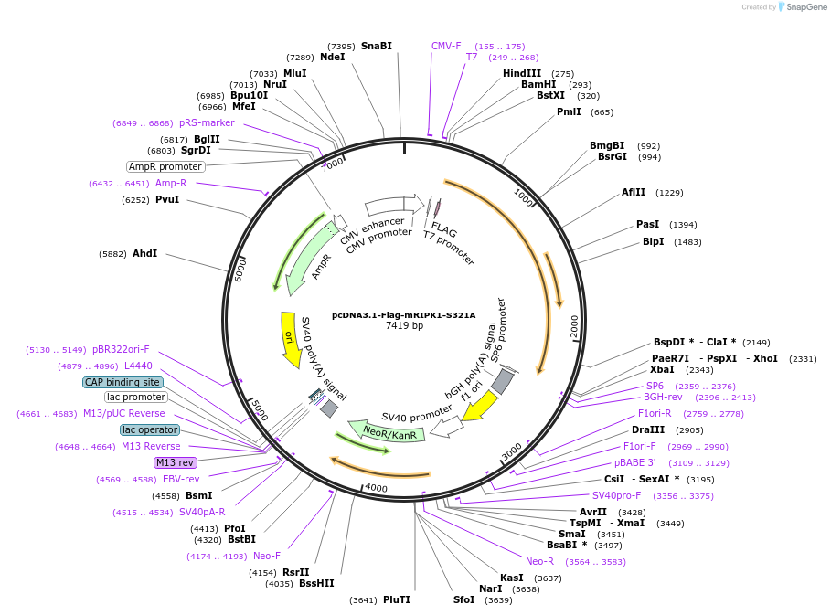 115339-plasmid-map-sequence-id-221709
