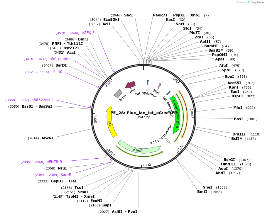 104889-plasmid-map-sequence-id-221710