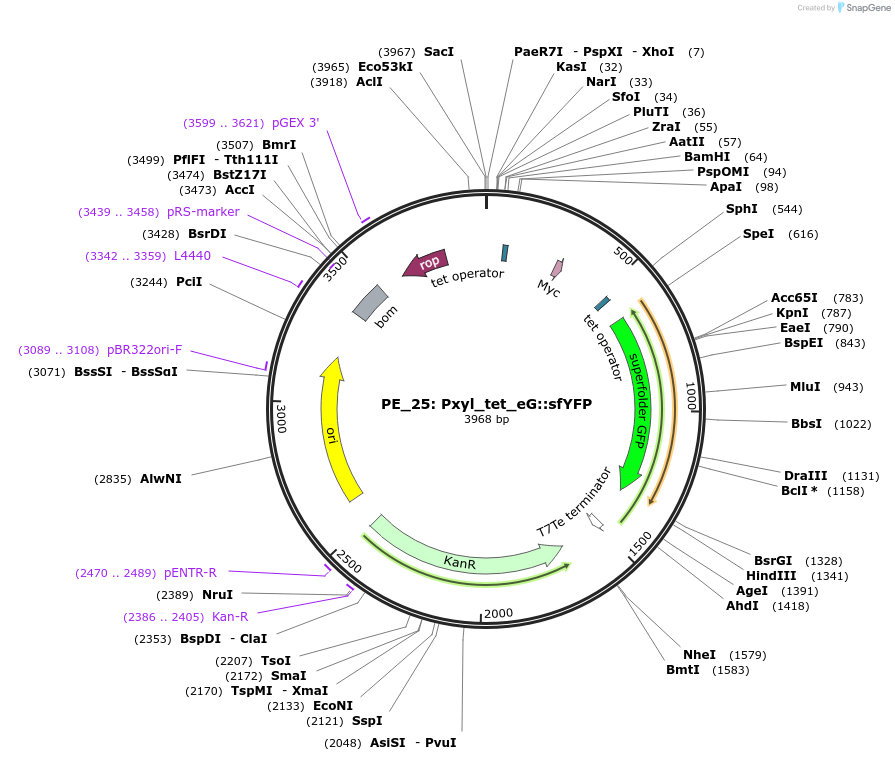 104886-plasmid-map-sequence-id-221711