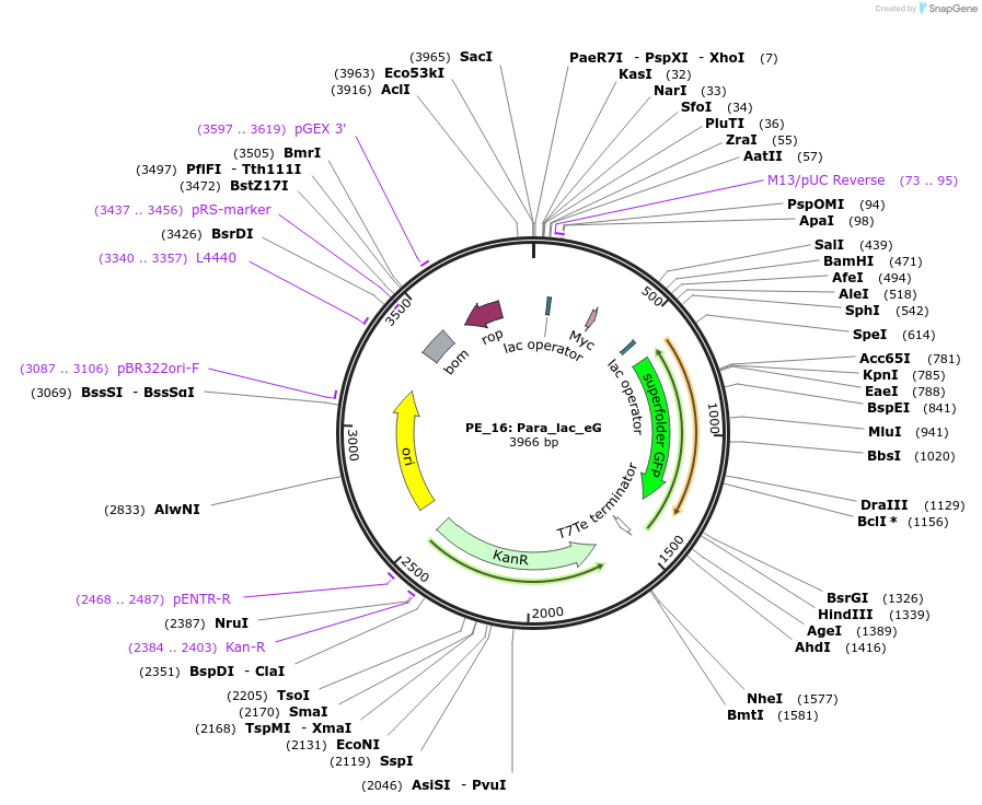 104869-plasmid-map-sequence-id-221712