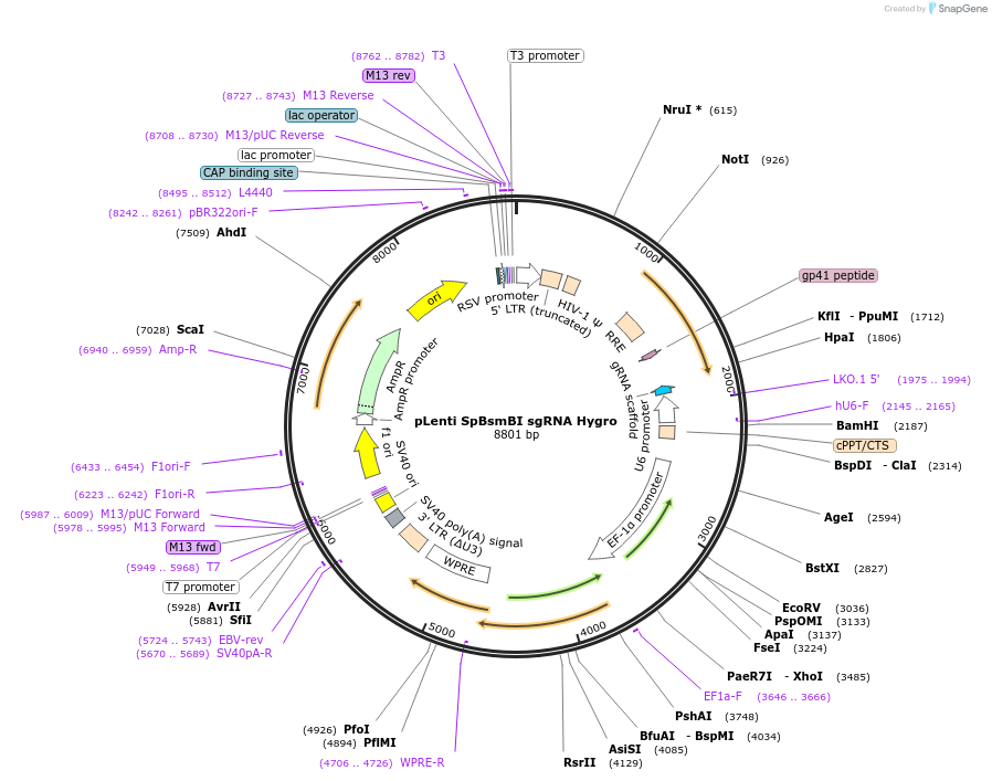62205-plasmid-map-sequence-id-221750