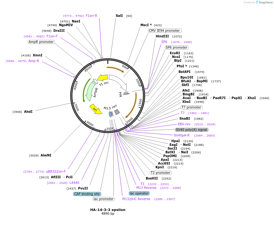 116886-plasmid-map-sequence-id-221769
