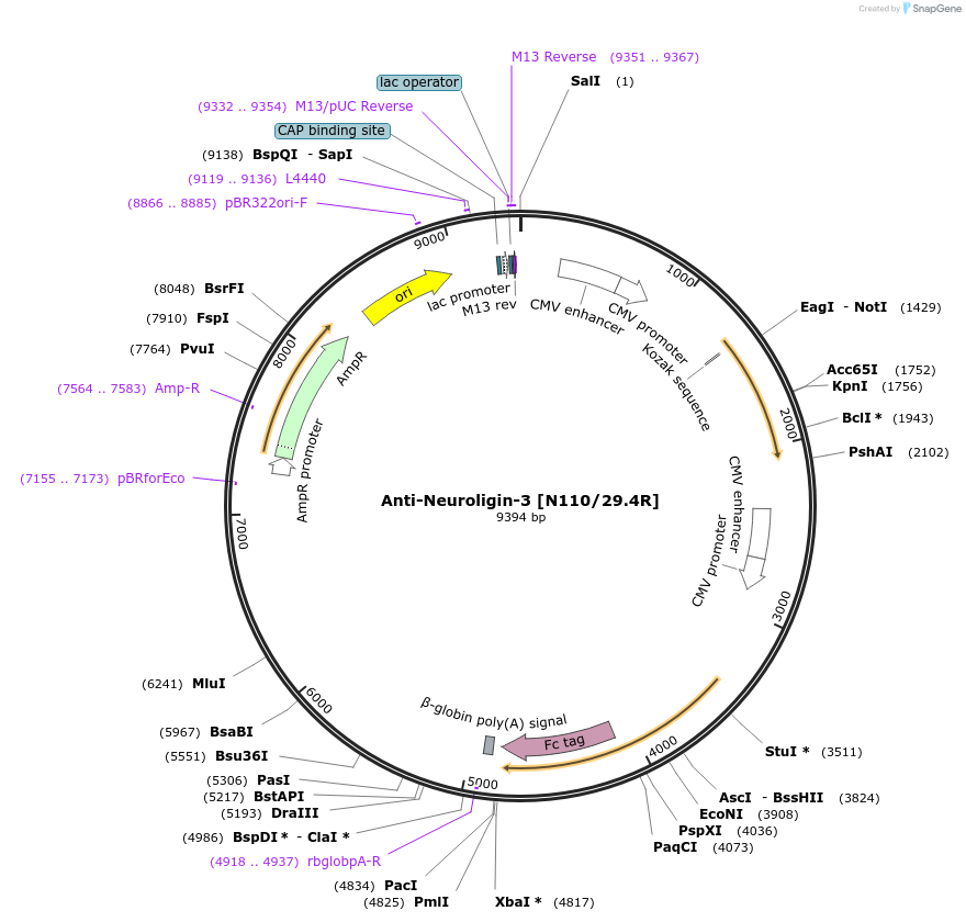 114518-plasmid-map-sequence-id-221772