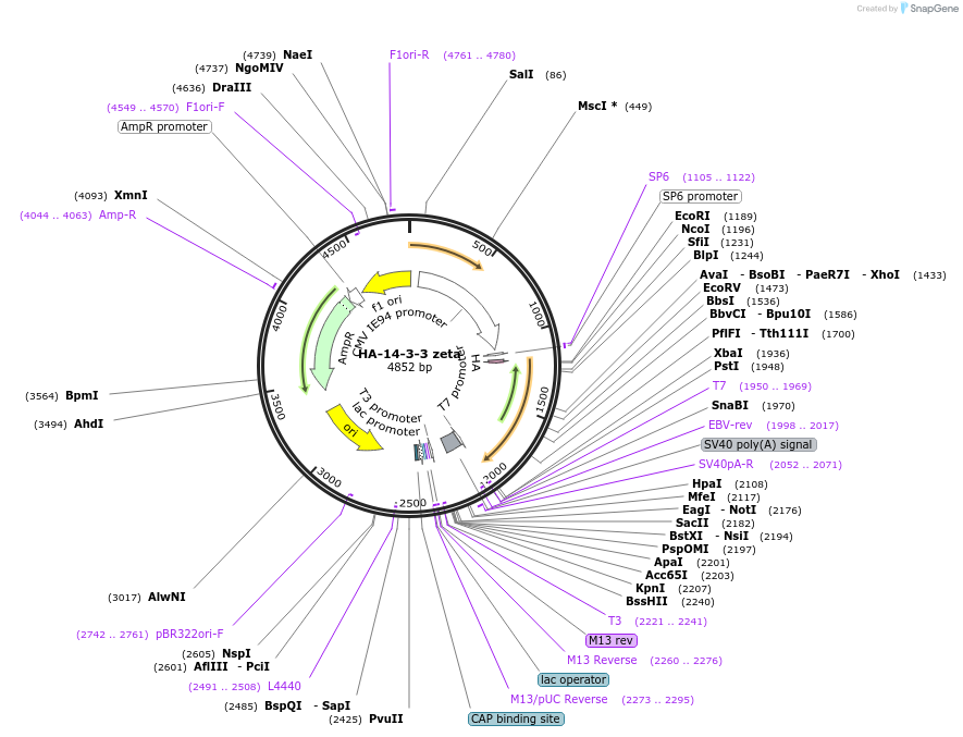 116888-plasmid-map-sequence-id-221775