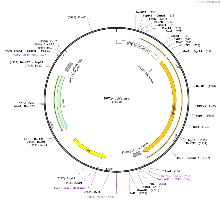 113350-plasmid-map-sequence-id-221927
