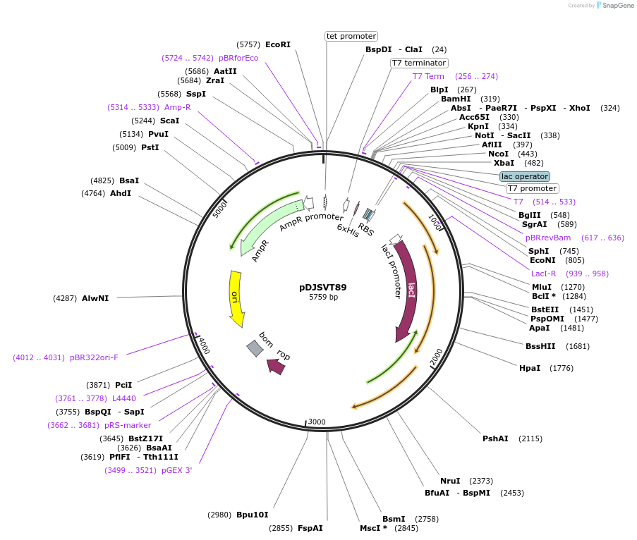 109303-plasmid-map-sequence-id-221946