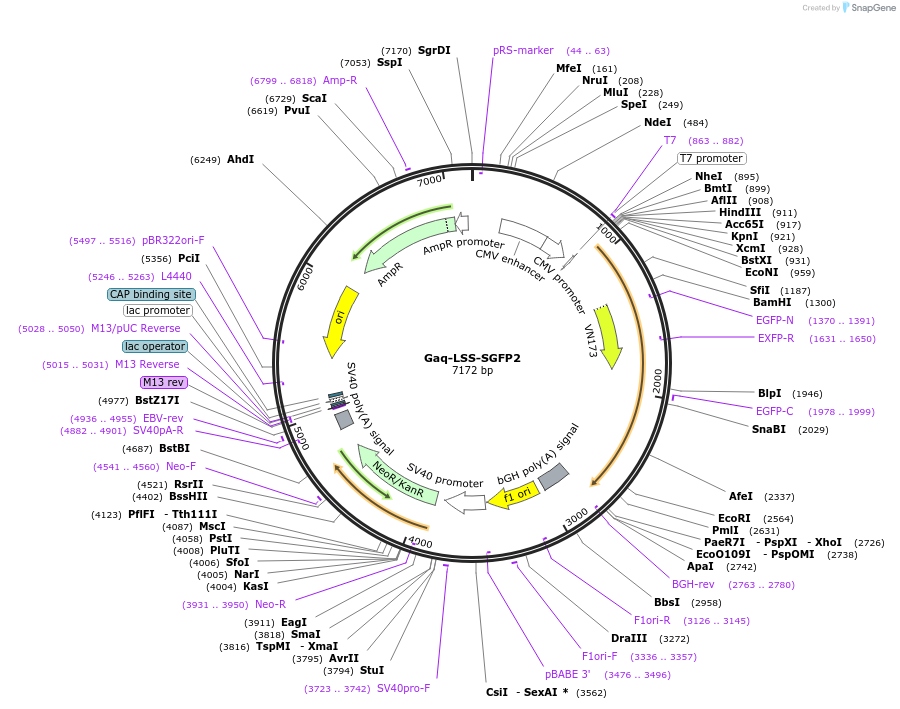 112951-plasmid-map-sequence-id-221967