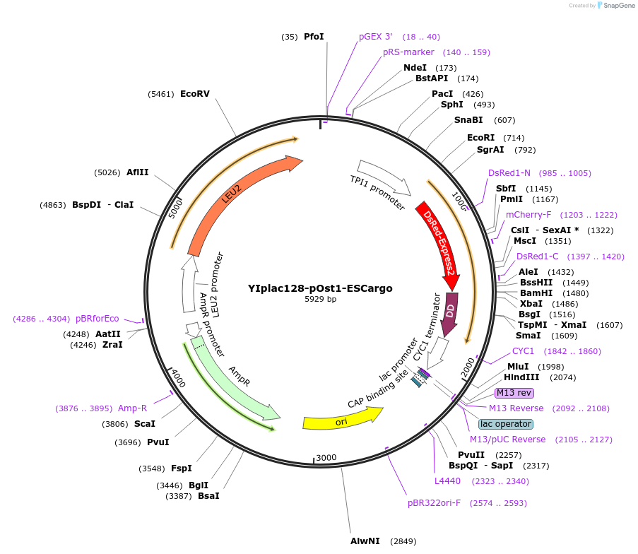115421-plasmid-map-sequence-id-221968