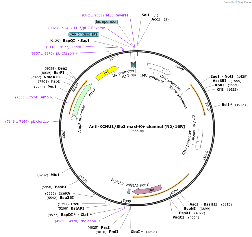 114541-plasmid-map-sequence-id-221972