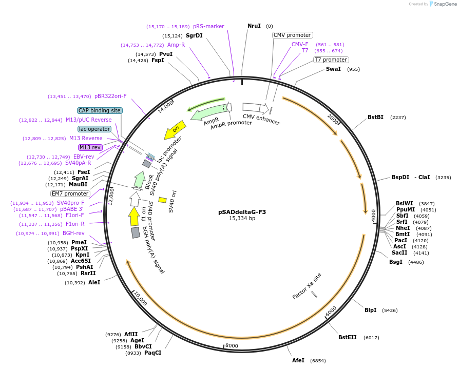 32634-plasmid-map-sequence-id-221973