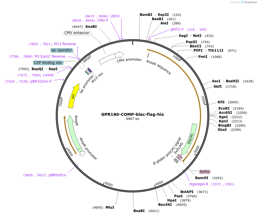 110955-plasmid-map-sequence-id-221974