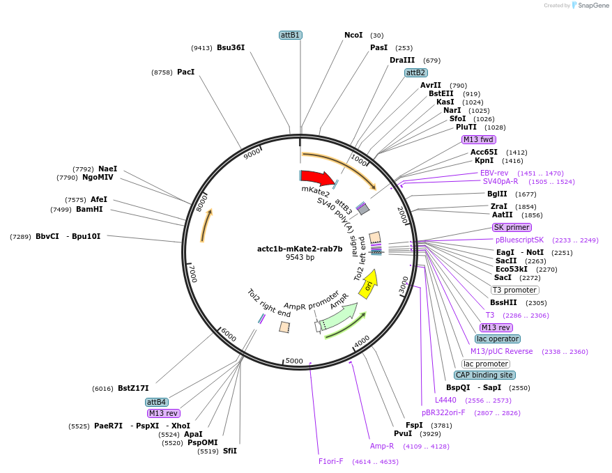 109656-plasmid-map-sequence-id-221980