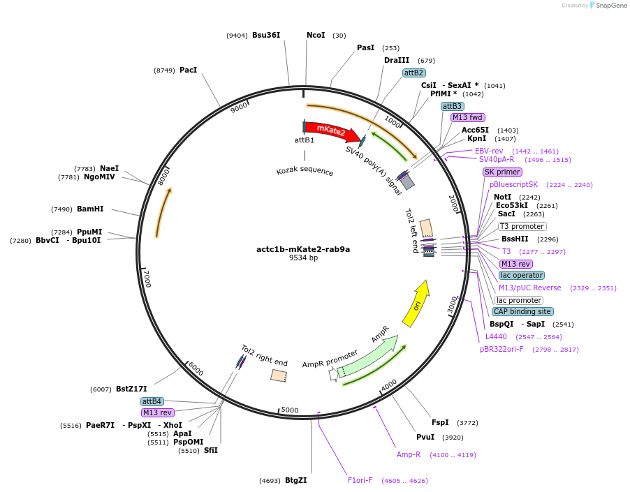 109659-plasmid-map-sequence-id-221983