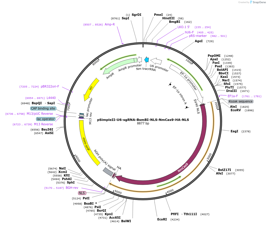 115694-plasmid-map-sequence-id-221986