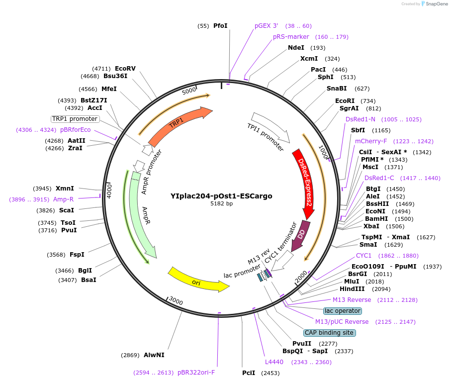 115420-plasmid-map-sequence-id-221987