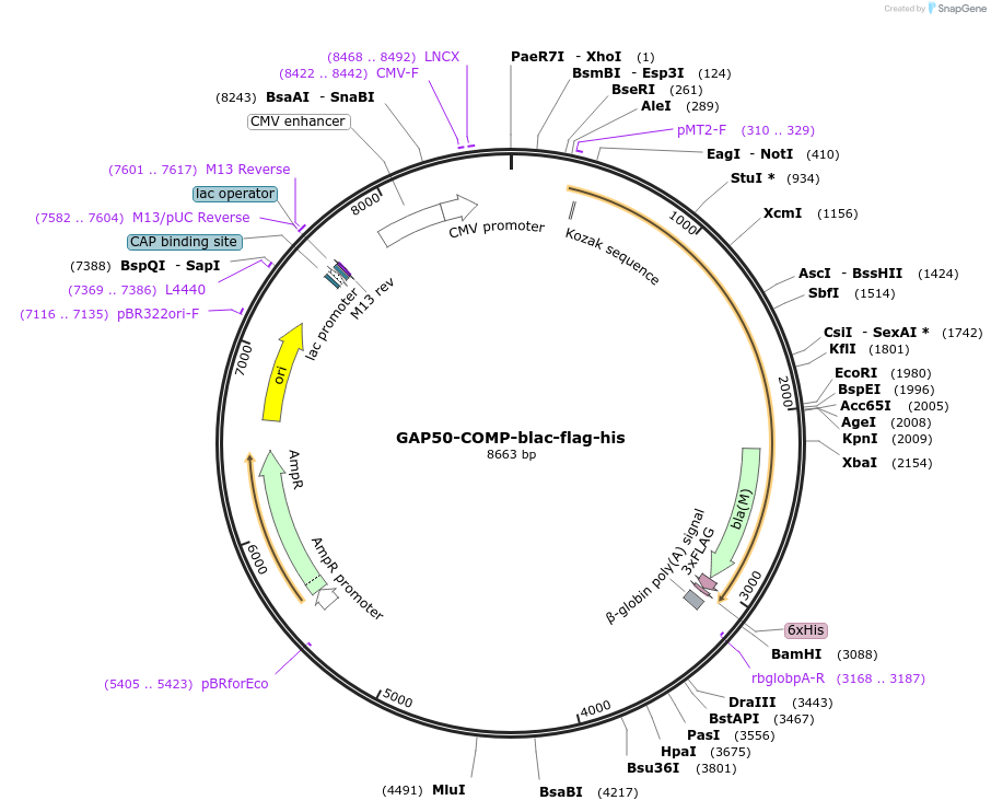 110956-plasmid-map-sequence-id-221989