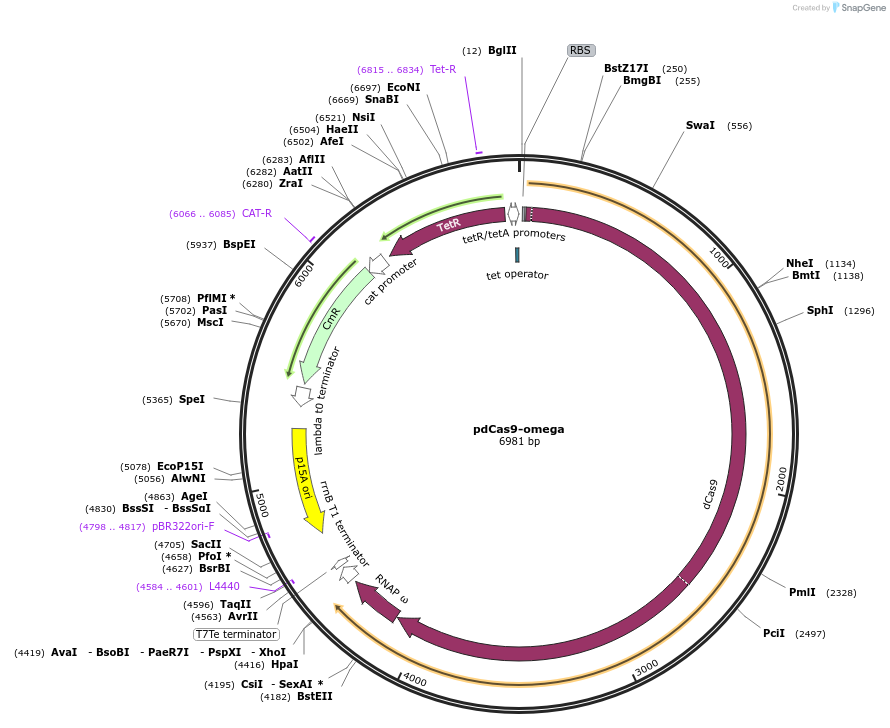114632-plasmid-map-sequence-id-221991