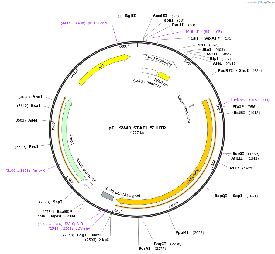 115353-plasmid-map-sequence-id-222008