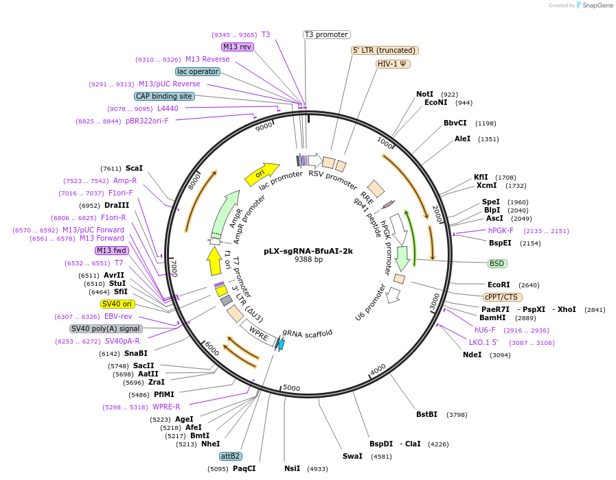 112915-plasmid-map-sequence-id-222009