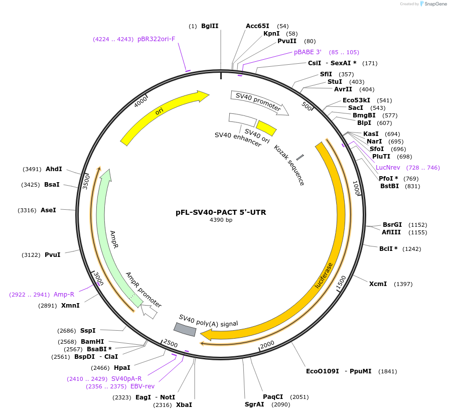 115351-plasmid-map-sequence-id-222011