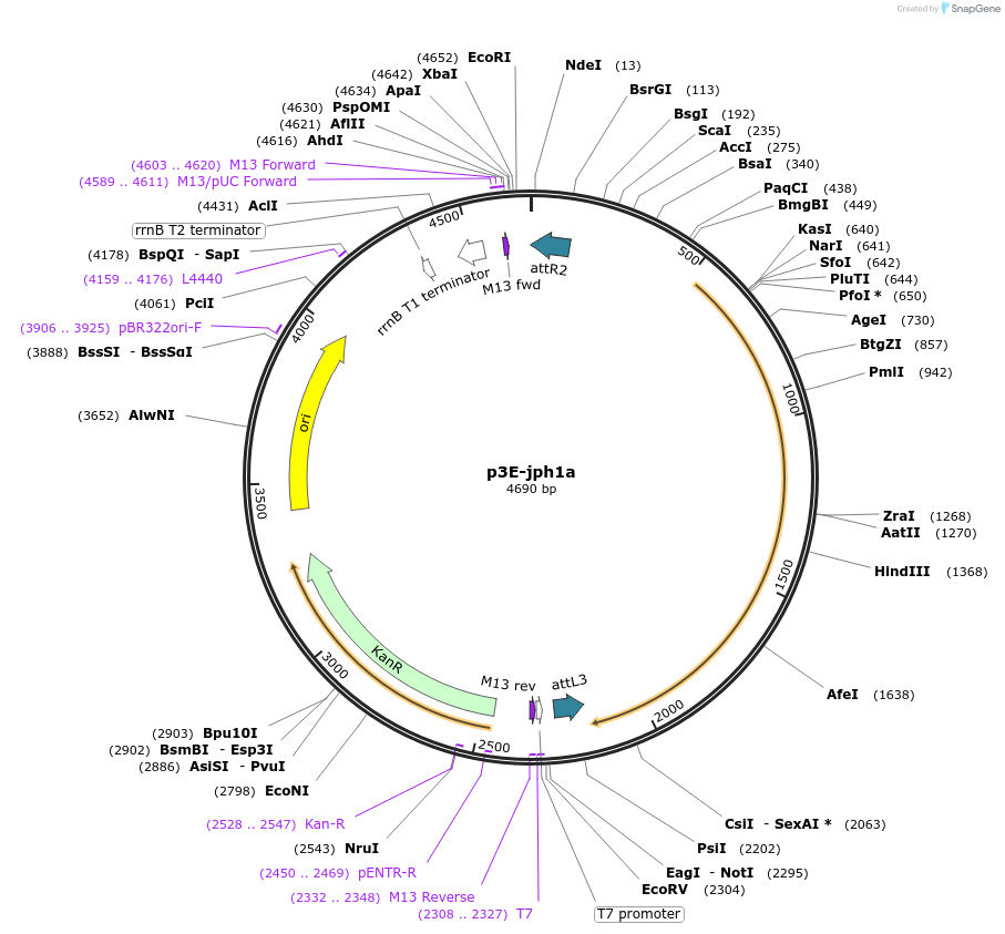 109551-plasmid-map-sequence-id-222015
