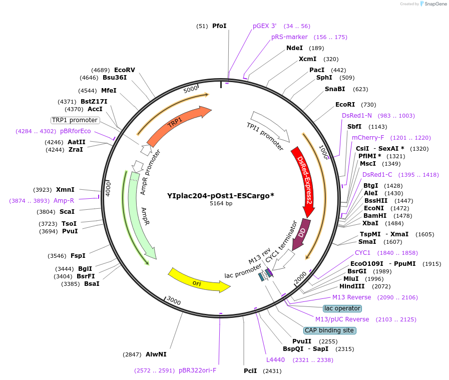 115427-plasmid-map-sequence-id-222024