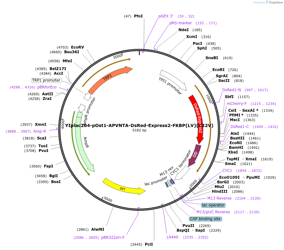 115428-plasmid-map-sequence-id-222027