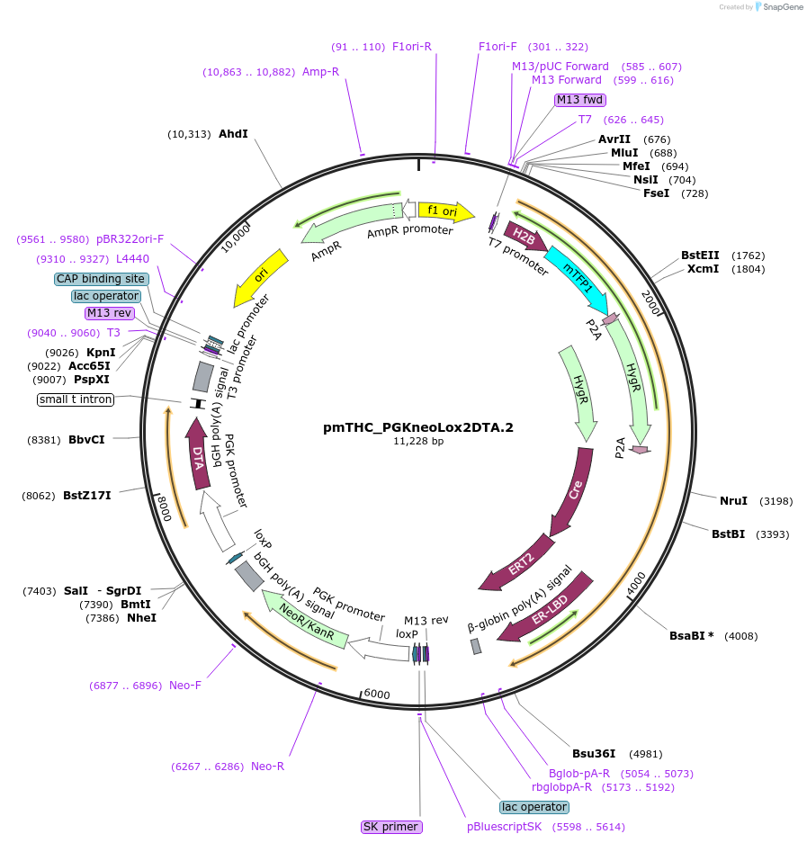 112624-plasmid-map-sequence-id-222028