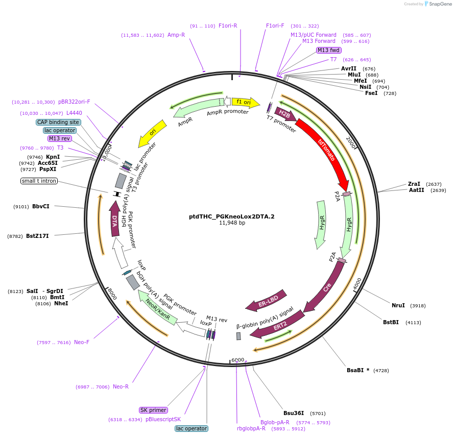 112625-plasmid-map-sequence-id-222029