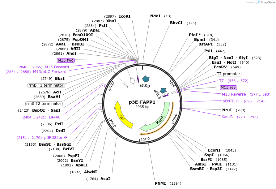 109555-plasmid-map-sequence-id-222033