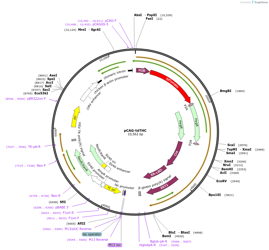 112621-plasmid-map-sequence-id-222036