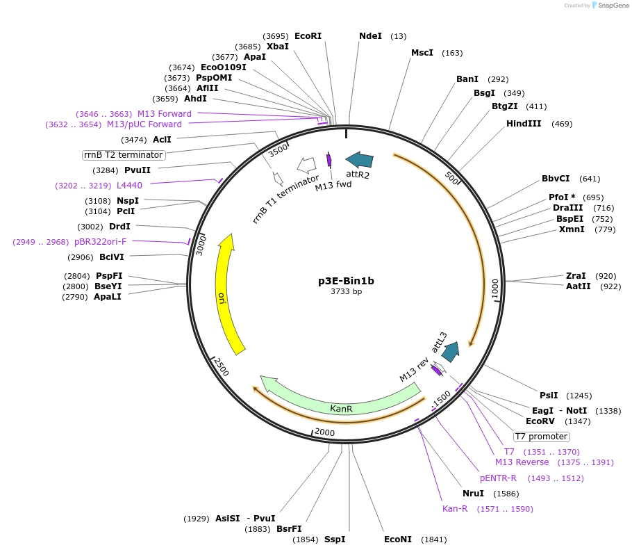 109561-plasmid-map-sequence-id-222038