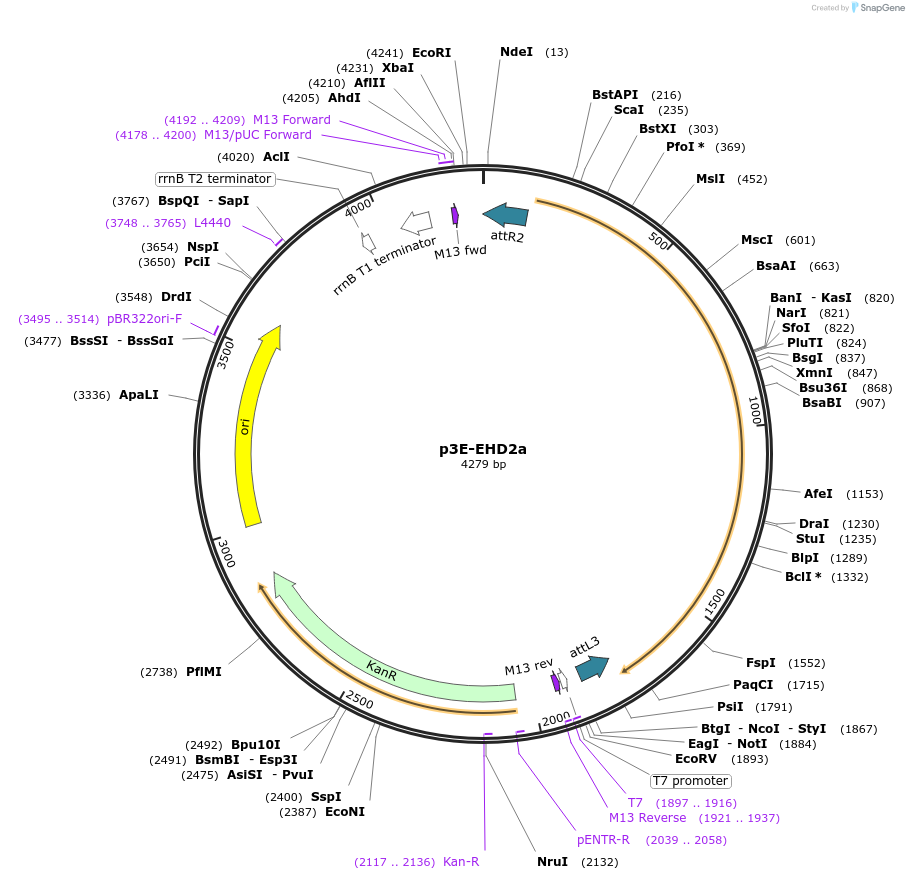 109568-plasmid-map-sequence-id-222044
