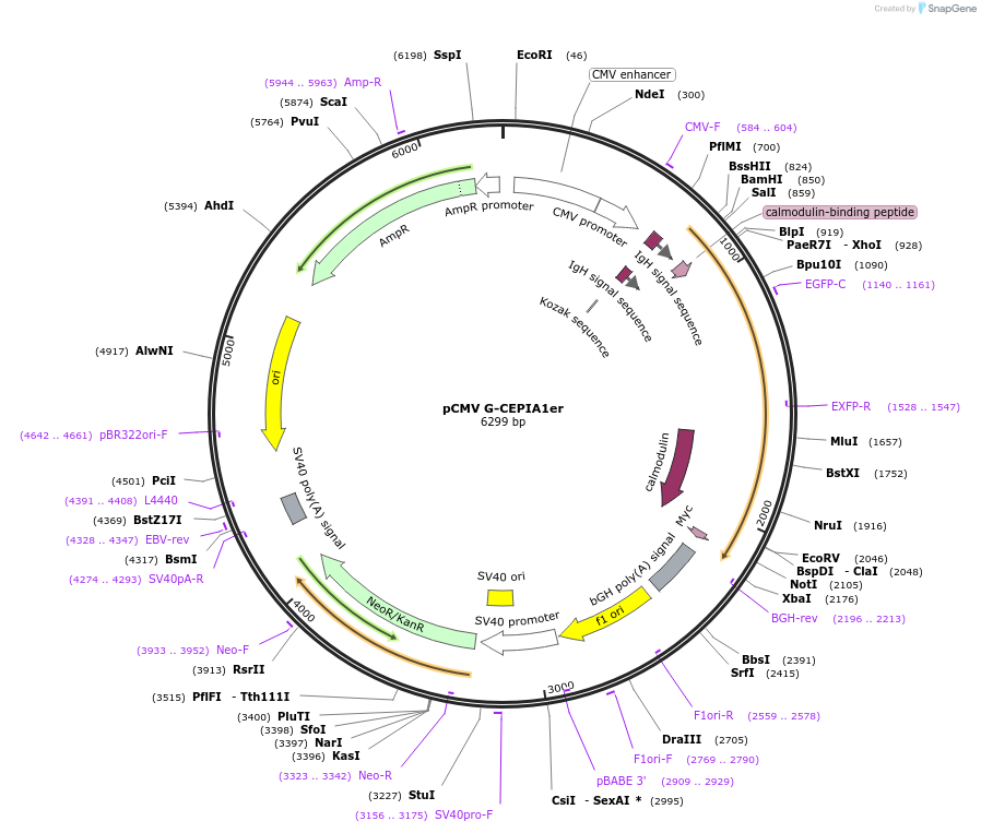 58215-plasmid-map-sequence-id-222048