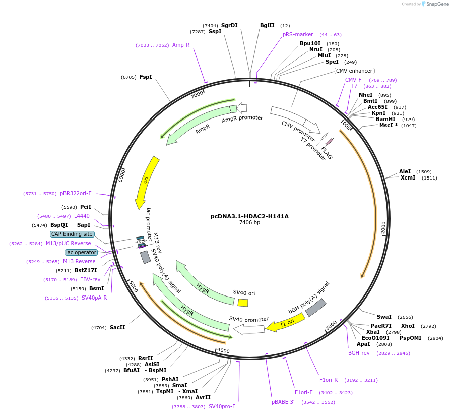 115346-plasmid-map-sequence-id-222059