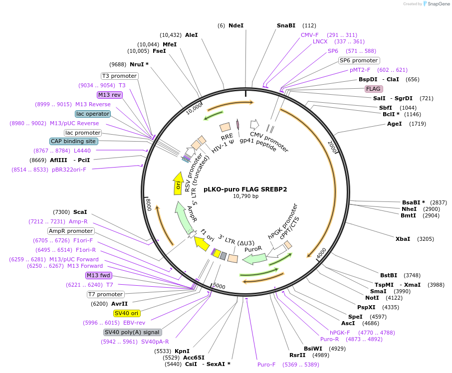 32018-plasmid-map-sequence-id-222064