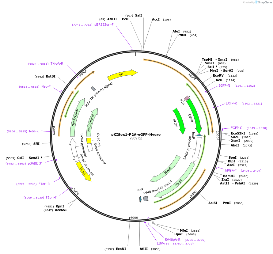 115685-plasmid-map-sequence-id-222066