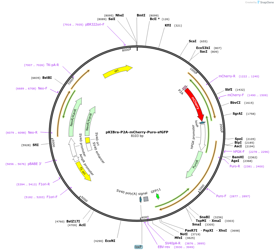 115686-plasmid-map-sequence-id-222072